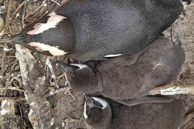 Table Mountain, cape peninsula& Penguins Colony Small Group Tour - Cape of Good Hope: cliffs, wildlife, and open water