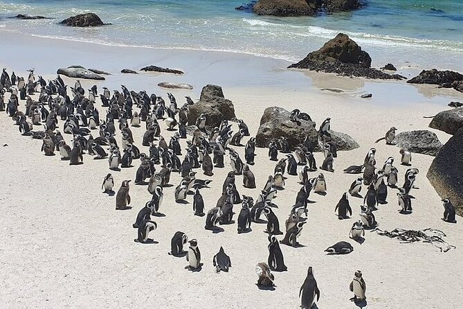 Table Mountain, Cape Point & Penguin Beach ENTRANCE INCLUDED - What the $280 price really covers