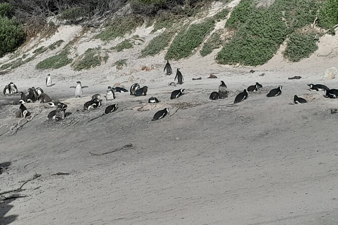 Table Mountain Cape Point Penguin Groot Constantia Private Tour - Cape Point lighthouse: walk or take the Flying Dutchman