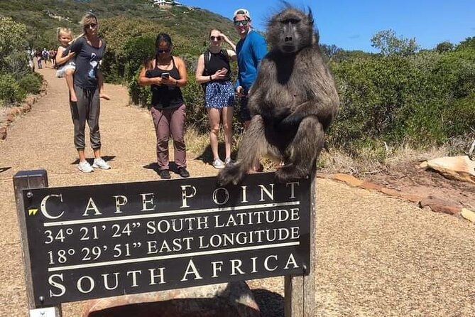 Table Mountain, Cape Point & Penguins Private ,From Cape Town - The ostrich stop is brief but breaks up the road