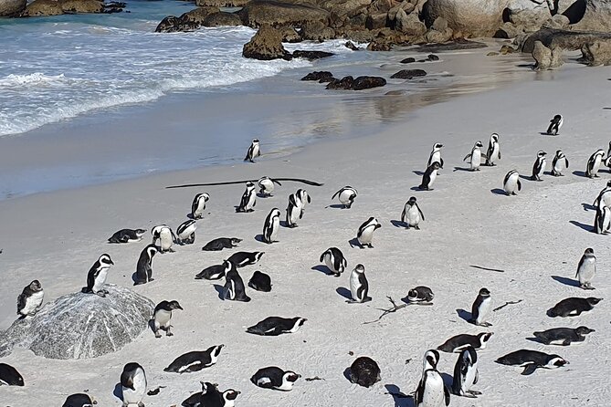 Table Mountain,Cape Point & Penguins Shared Tour, From Cape Town - Lunch and Simon’s Town