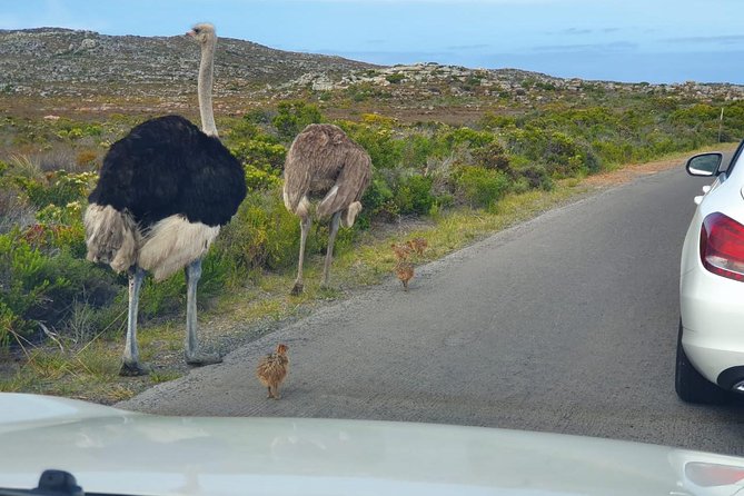 Table Mountain, penguin and Cape of good hope Fees included - Boulders Beach brings you close to African penguins