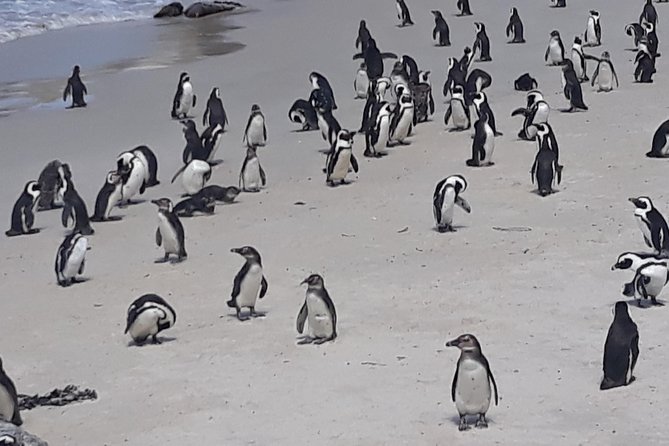 Table Mountain, penguin and Cape of good hope Fees included - Cape Point Nature Reserve takes the middle of the day