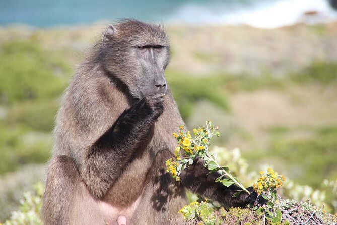 Table Mountain, Penguin,Cape Point Private Day Tour in Cape Town - What this Cape Town day tour does well
