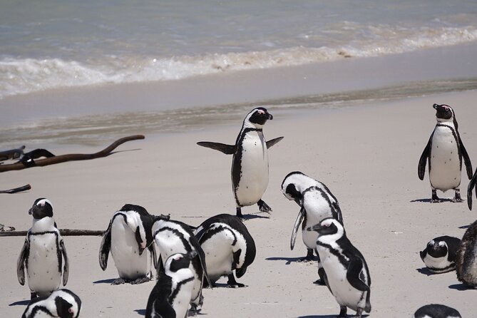 Table Mountain, Penguin,Cape Point Private Day Tour in Cape Town - Noordhoek offers a quieter coastal pause