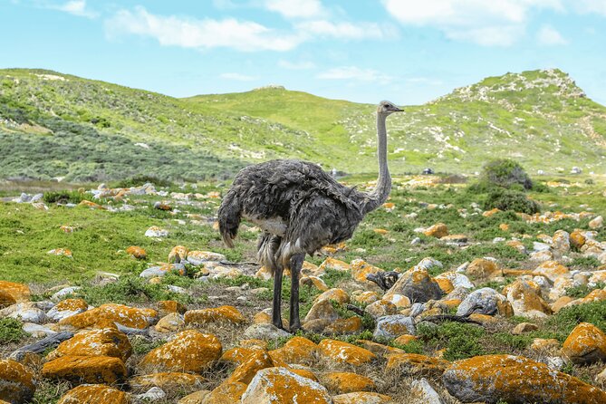 Table Mountain, Penguin,Cape Point Private Day Tour in Cape Town - Central Cape Town and Bo-Kaap set the tone
