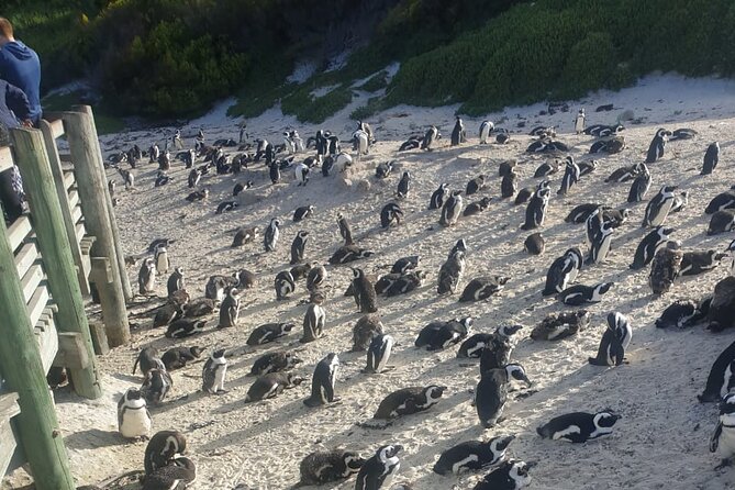Table Mountain, Penguins and Cape Point Sharing GroupTour - Bo-Kaap and Table Mountain: color followed by height