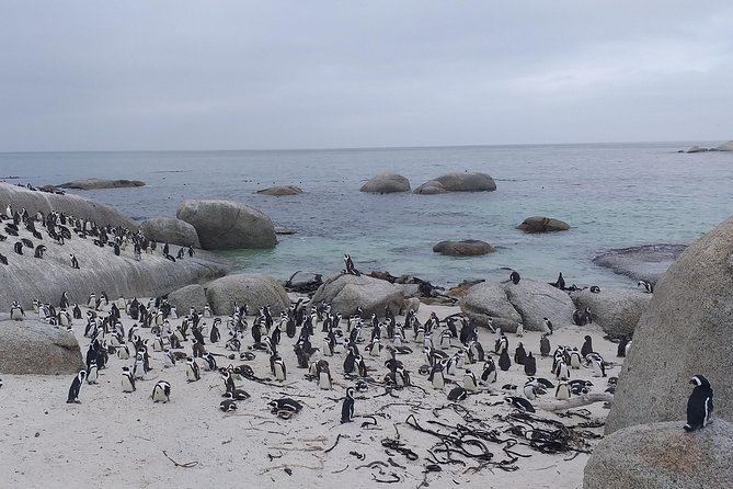 Table Mountain, Penguins, Cape of good hope and Stellenbosch tour - Chapman’s Peak is the best road section