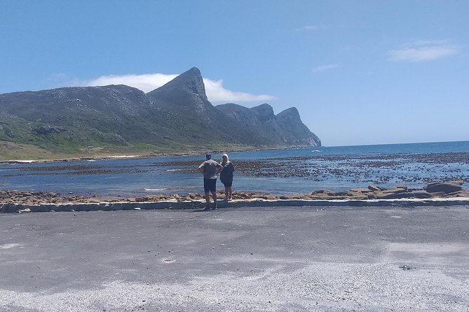 Table Mountain, Penguins, Cape of good hope and Stellenbosch tour - Penguins at Boulders Beach are a strong highlight
