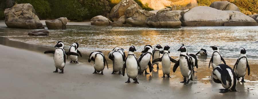 Table Mountain, Penguins & Cape of good hope full day Tour - Key points before you book