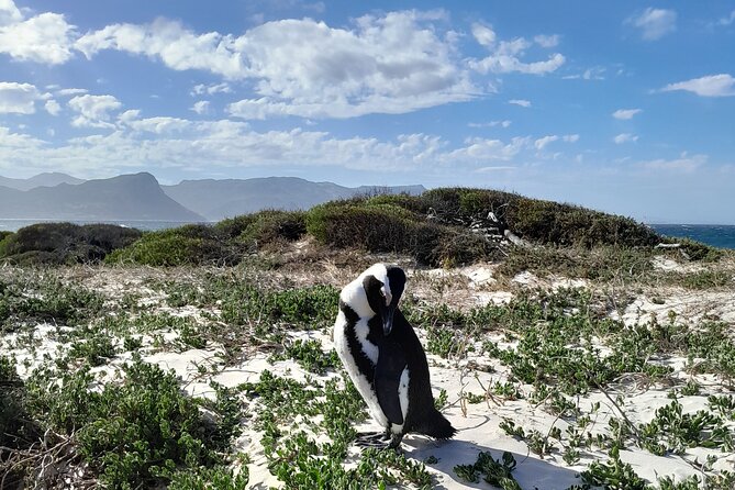 Table Mountain, Penguins & Cape of Good Hope Private Tour - Bo-Kaap and Camps Bay in quick succession