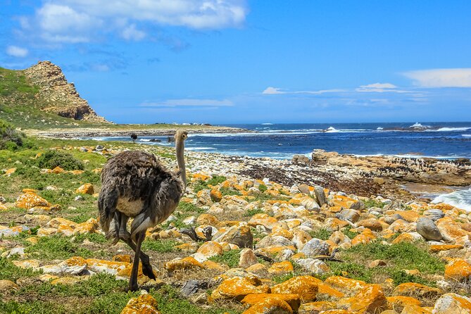 Table Mountain, Penguins & Cape of Good Hope Small Group Top Tour from Cape Town - Cape of Good Hope and Cape Point are different stops