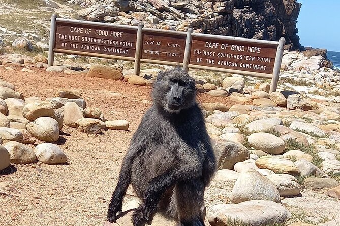 Table Mountain, Penguins & Cape of Good Hope Small Group Tour - Meeting Just Nuisance in Simon’s Town