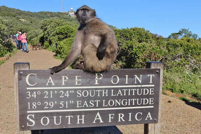 Table Mountain, Penguins & Cape Point Small Group Tour Cape Town - Cape Town orientation and colorful Bo-Kaap