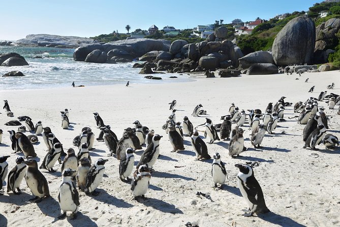 Table Mountain, Penguins Colony and Cape of Good Hope Small Group Shared Tour - Why this Cape Town day tour works