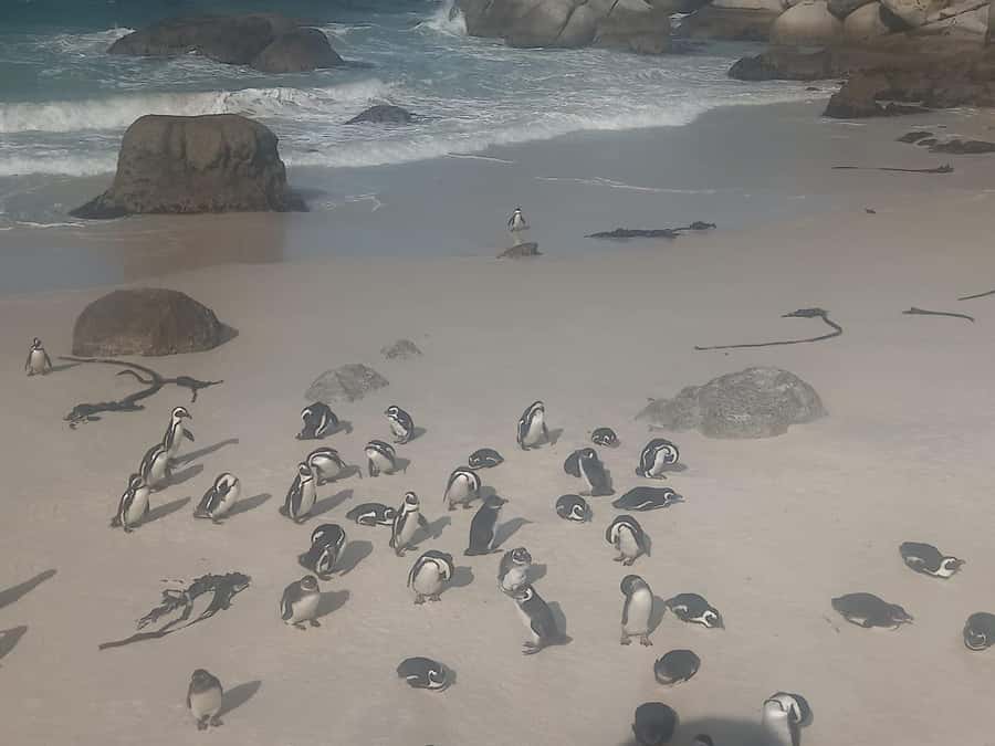 Table Mountain,Seals,Penguin,Cape of good hope,Bokaap , - Maiden’s Cove and the Atlantic coast