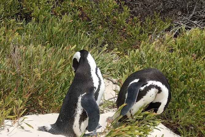 Table Mountain-Wines-Penguins-Cape Point All Inclusive Group Tour - Cape Point Vineyards and the wine tasting