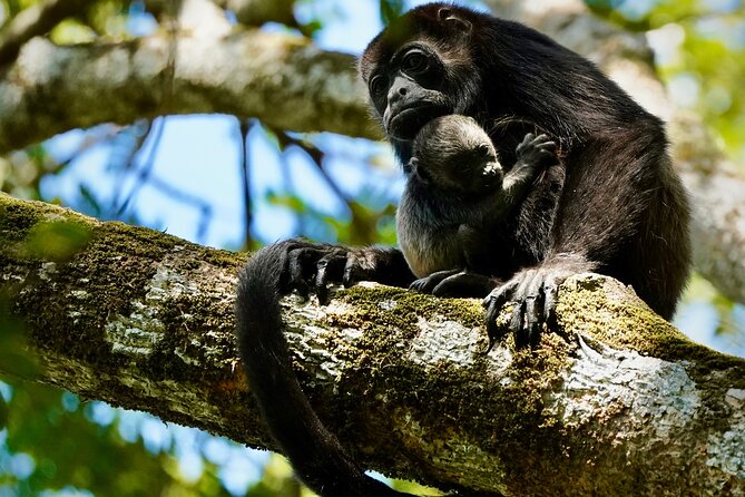 Tamarindo Birdwatching Crocodiles and Monkey Tour - A Quiet Side of Tamarindo
