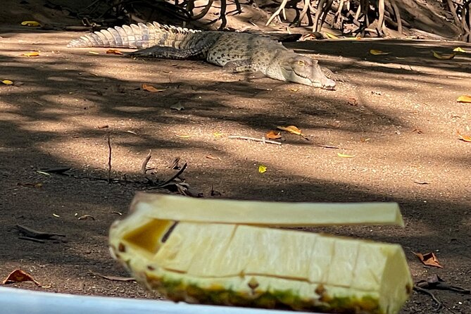 Tamarindo Birdwatching Crocodiles and Monkey Tour - Meeting Juan Carlos, Moises, and the Local Guides
