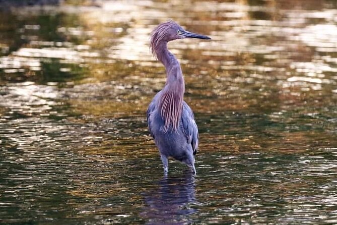 Tamarindo Birdwatching Crocodiles and Monkey Tour - Why the Guide Matters More Than the Boat