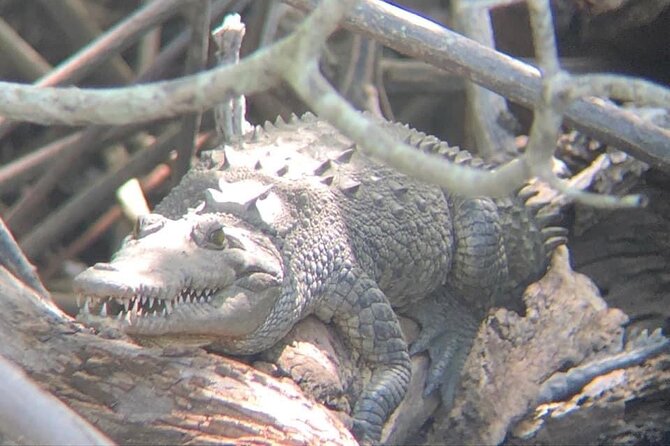 Tamarindo Birdwatching Crocodiles and Monkey Tour - Crocodiles, Monkeys, and the Wildlife You May See