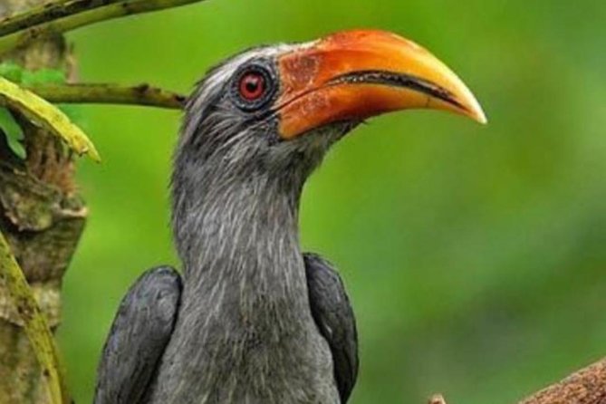 Thattekad Guided Bird Walk. - Key points to know before you book
