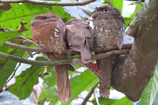 Thattekad Guided Bird Walk. - Practical preparation for the trail