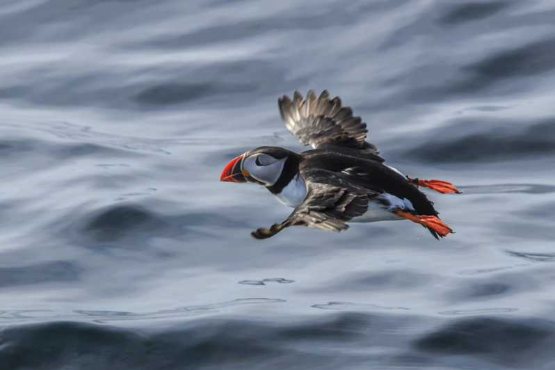The Bird Safari Tour - Leaving Honningsvåg for Gjesvær