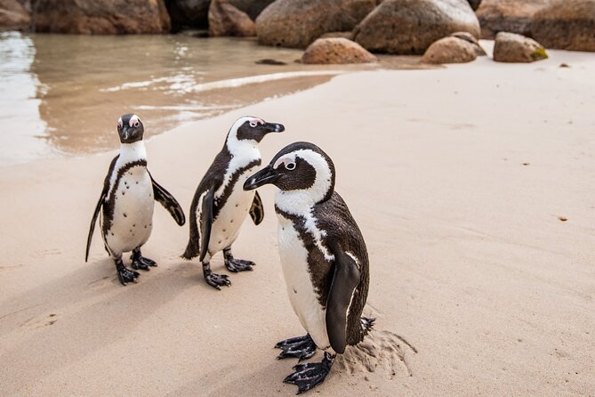 The Road Trip (Cape Point and Penguins) - Cape Point Nature Reserve: two hours of open views
