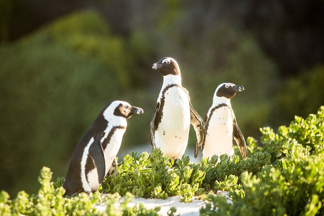 The Road Trip (Cape Point and Penguins) - The guide and the feel of the ride