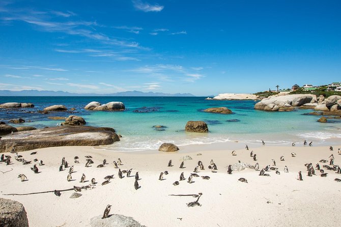 The Road Trip (Cape Point & Penguins) - Private Tour - Why this private Cape Peninsula day works