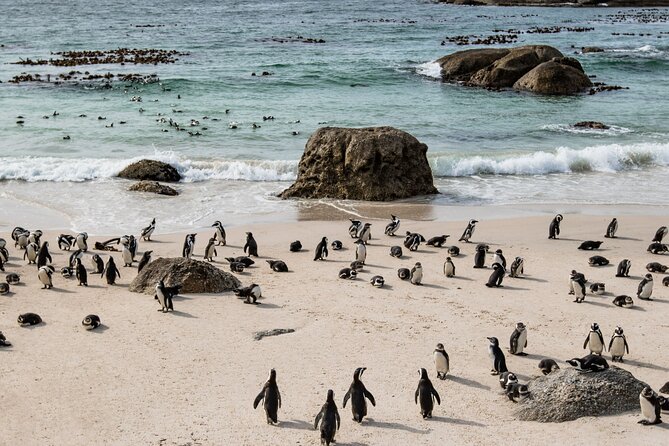 The Road Trip (Cape Point & Penguins) - Private Tour - Cape Point Nature Reserve brings the big views