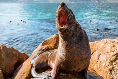 The Road Trip (Cape Point & Penguins) – Private Tour
