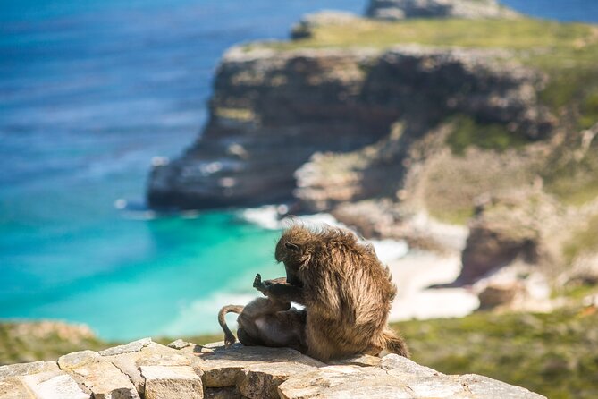 The Road Trip (Cape Point & Penguins) - Private Tour - Boulders Beach puts penguins center stage