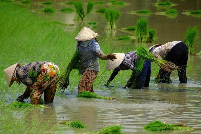 Three-Day Mekong Delta Private Tour - Including Tra Su Bird Sanctuary - Vinh Long shows the Mekong at work