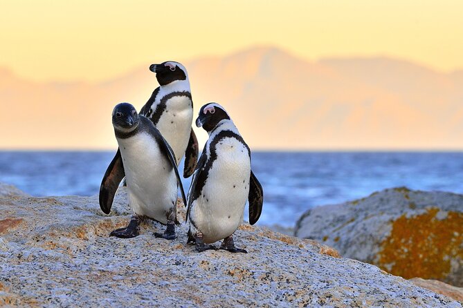 Top 10 Super Tour: Table Mountain, Penguins & Cape of Good Hope Small Group Trip - Table Mountain and the cableway calculation