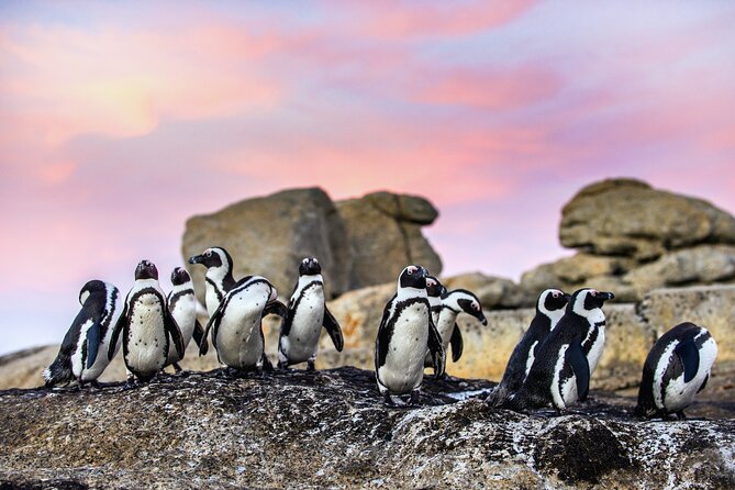 Top 10 Super Tour: Table Mountain, Penguins & Cape of Good Hope Small Group Trip - Clifton and Maiden’s Cove photo stops