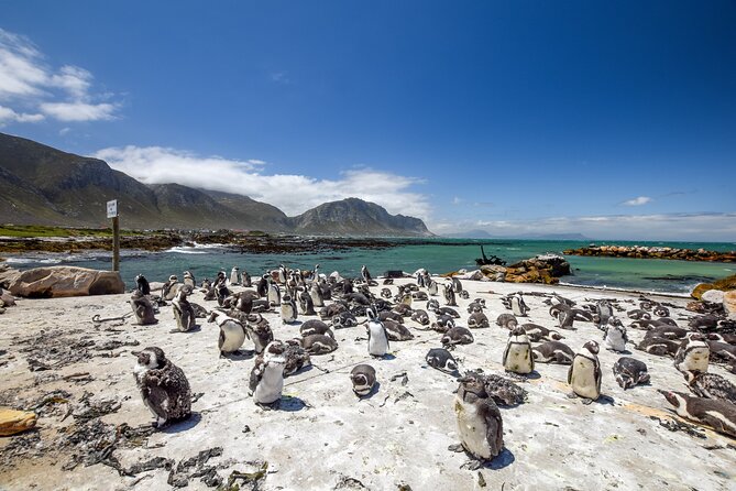 Top 10 Super Tour: Table Mountain, Penguins & Cape of Good Hope Small Group Trip - Chapman’s Peak, one of the day’s best drives