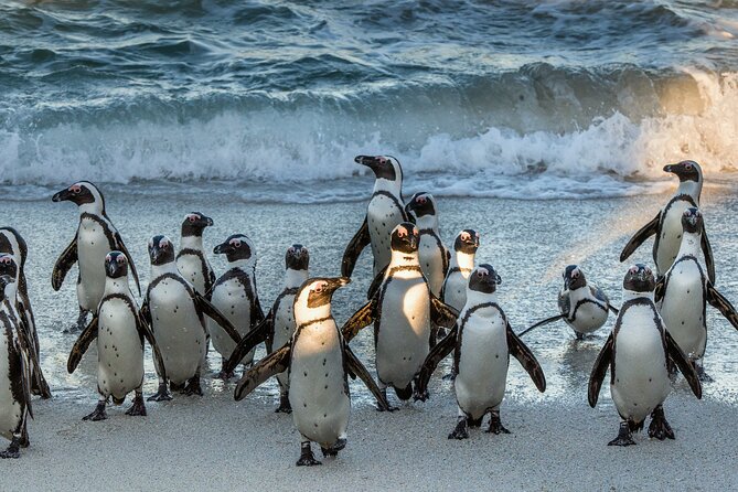 Top 10 Super Tour: Table Mountain, Penguins & Cape of Good Hope Small Group Trip - Cape of Good Hope and Cape Point