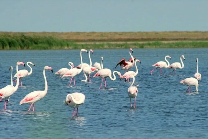 Tour to Korgalzhyn: Flamingo and Wild Fauna Nature Reserve - Key points before you book
