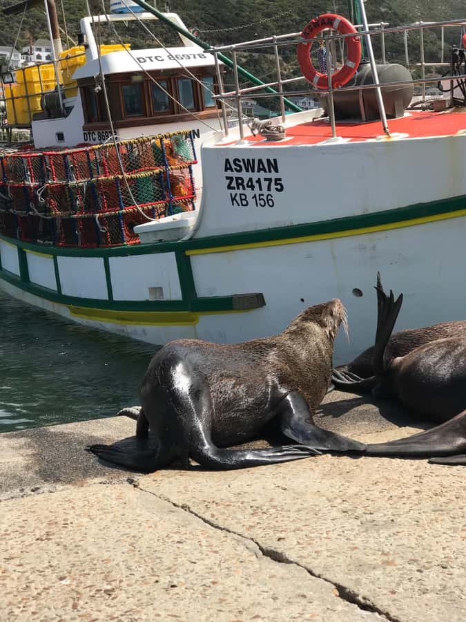 Tours from Cape Town: Penguins & Cape of Good Hope Tours - Key points before you book