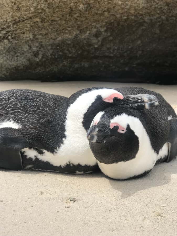 Tours from Cape Town: Penguins & Cape of Good Hope Tours - A full Cape Peninsula day for $77