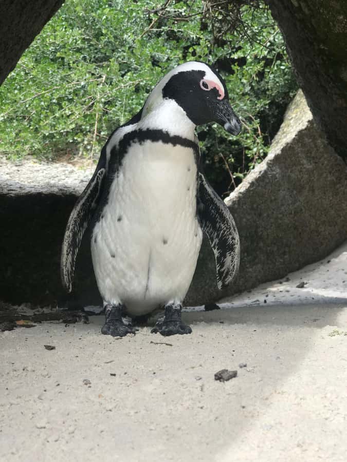 Tours from Cape Town: Penguins & Cape of Good Hope Tours - Hout Bay and the optional Seal Island boat