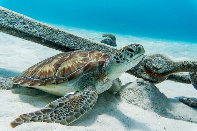 Turtle Swim at TurtleBay visit Flamingos & KnipBeach Safari Truck - Key Points to Know Before You Book