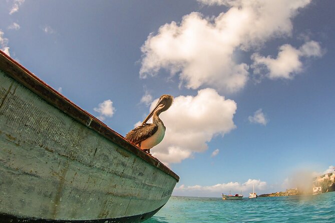 Turtle Swim at TurtleBay visit Flamingos & KnipBeach Safari Truck - Turtle Bay: The Strongest Part of the Day