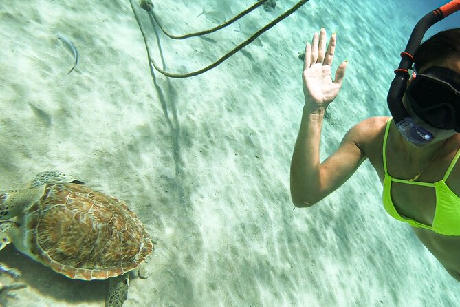 Turtle Swim at TurtleBay visit Flamingos & KnipBeach Safari Truck - Knip Beach: Beautiful, Brief, and Worth the Stop