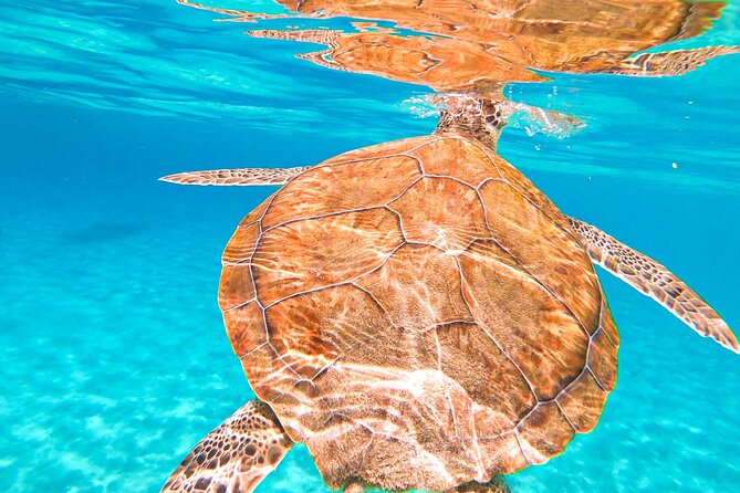 Turtle Swim at TurtleBay visit Flamingos & KnipBeach Safari Truck - The Flamingo Stop Requires Flexible Expectations
