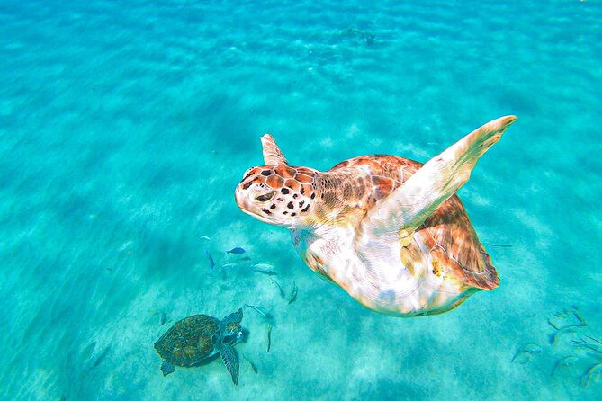 Turtle Swim at TurtleBay visit Flamingos & KnipBeach Safari Truck - Food, Drinks, and What You Should Pack
