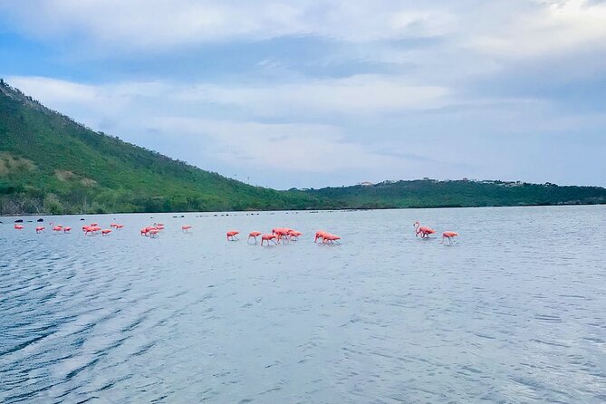 Turtle Swim at TurtleBay visit Flamingos & KnipBeach Safari Truck - Riding West in the Safari Truck