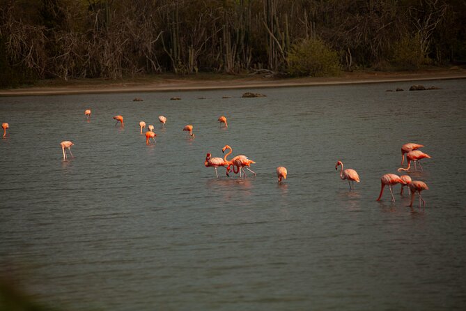Turtles, Beach and Flamingo in Curacao Private photoshoot Tour - Sint Willibrordus and the Flamingo Stop